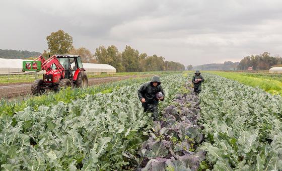 Plus de 866 millions d’agriculteurs et paysans nourrissent le monde (FAO)